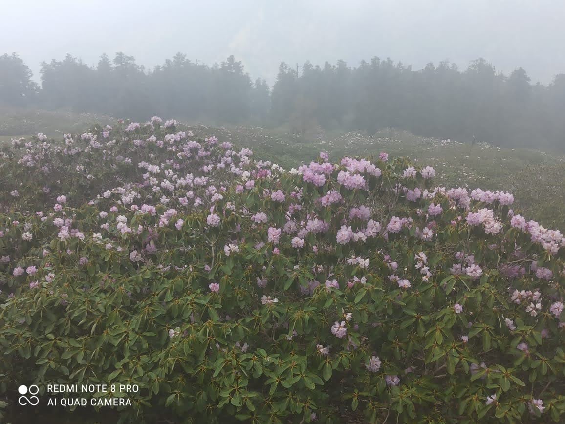 तृतीय केदार तुंगनाथ धाम के कपाट खुलते ही तुंगनाथ धाम सहित यात्रा पड़ावों पर रौनक लौटने लगी है।