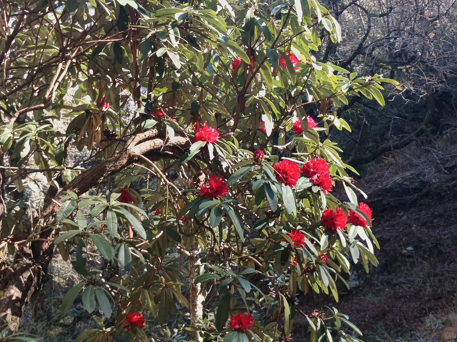 मदमहेश्वर घाटी में समय से पहले खिला बुरांस, जलवायु परिवर्तन के संकेत और गहराए।  