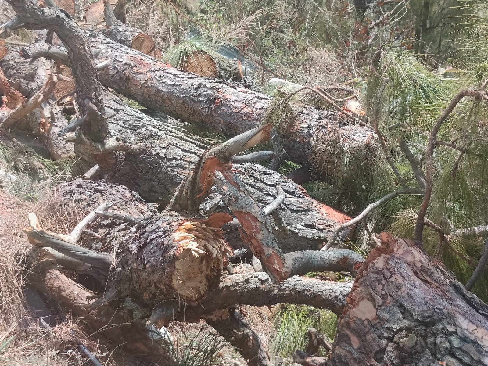 मद्महेश्वर घाटी में चीड़ के वृक्षों का अवैध पातन। वन विभाग हरकत में। 