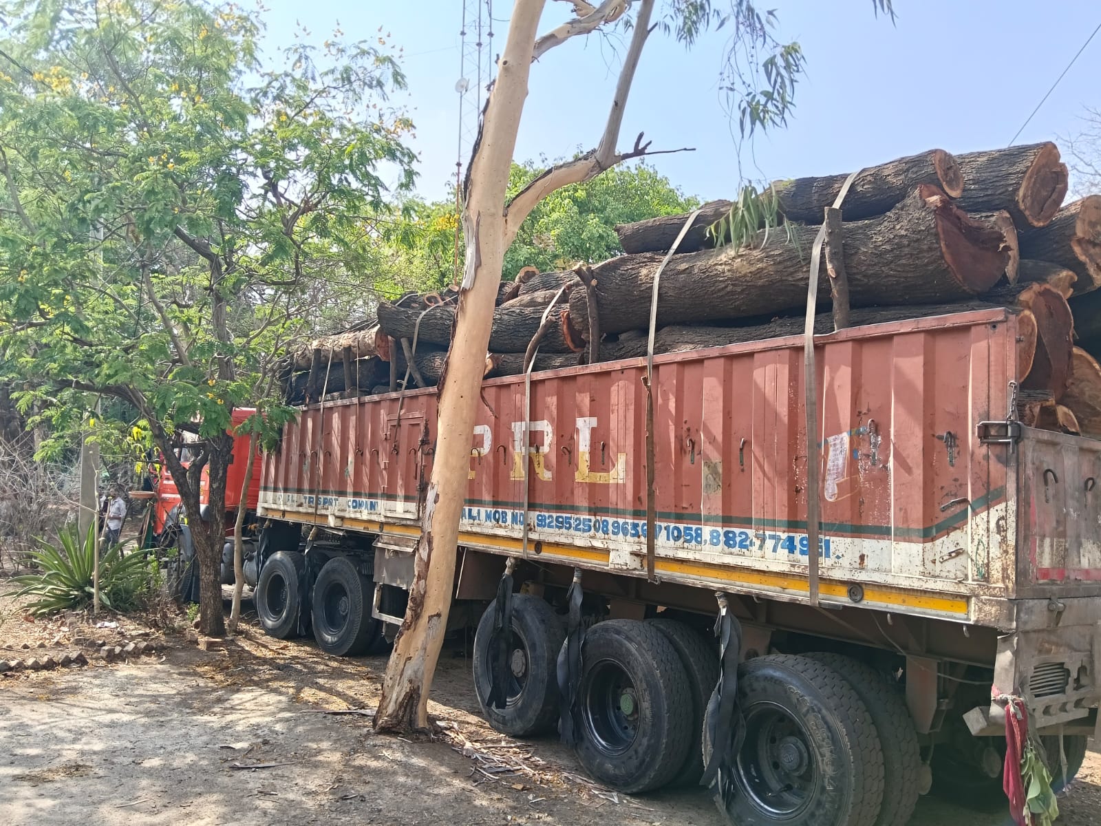 वन विभाग की बड़ी कार्रवाई, अवैध लकड़ी से भरा ट्राला जब्त व करीब 200 क्विंटल बबूल एवं नीलगिरी की लकड़ी सहित वाहन पकड़ा गया।