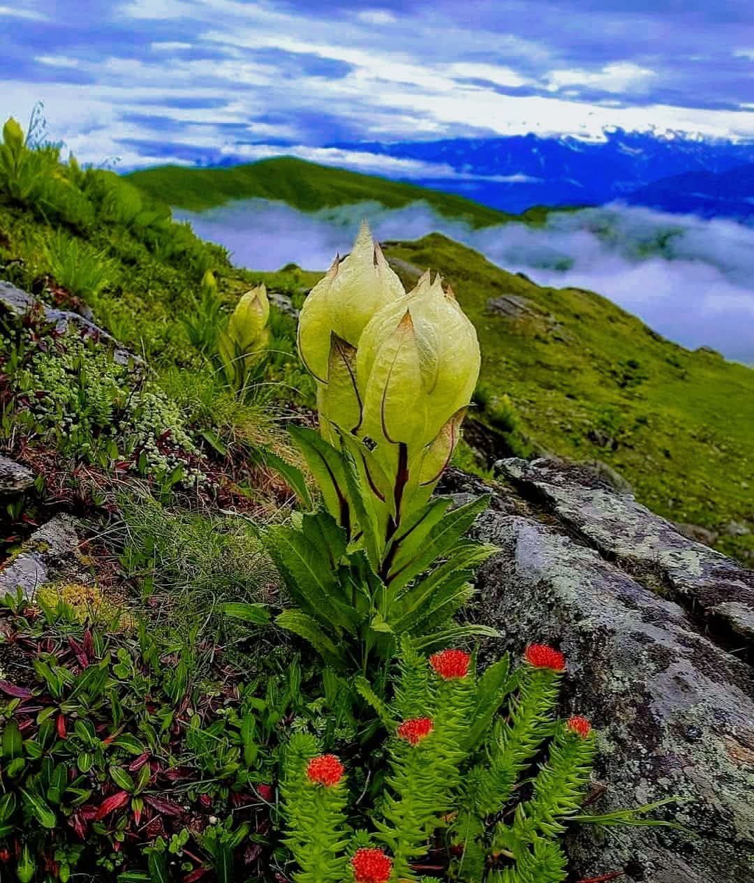 ब्रह्म कमल सहित रंग-बिरंगे पुष्पों से सजे हिमालयी बुग्याल । 