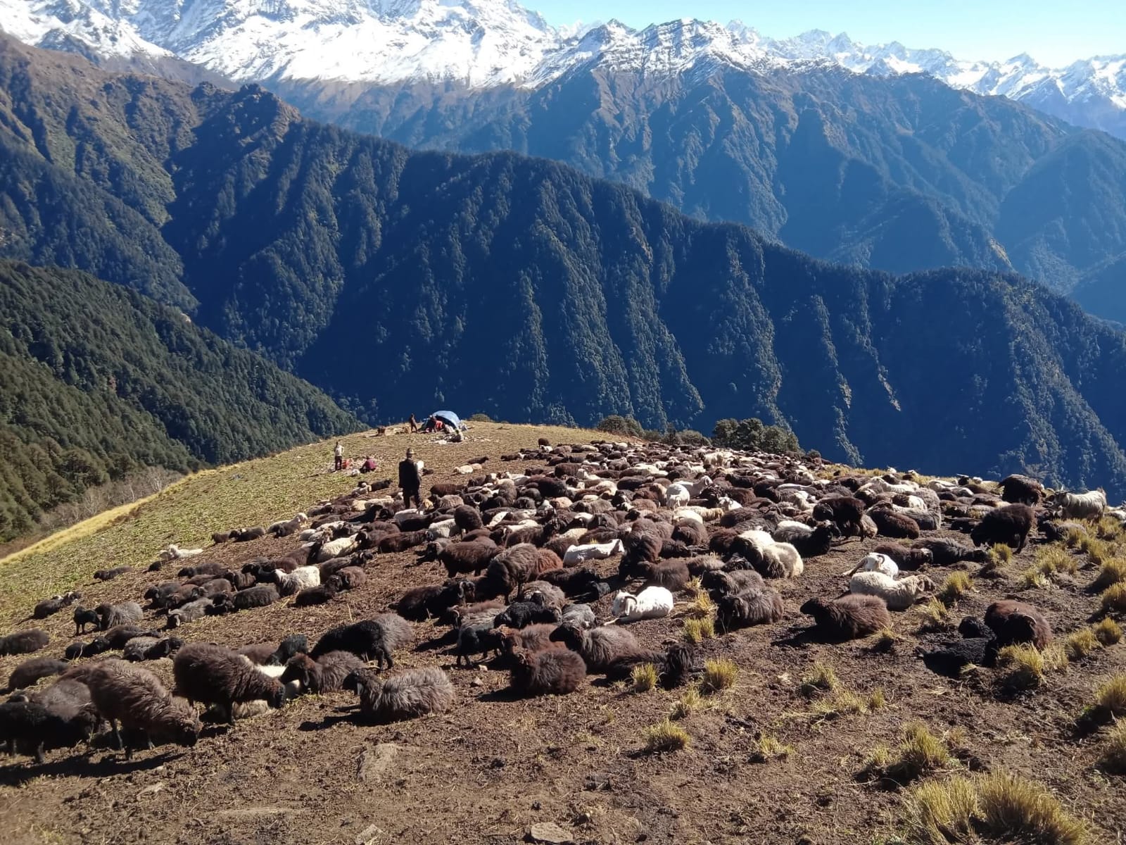 सुरम्य बुग्यालों में धूमधाम से मनाया गया भेड़ पालकों का लाई त्योहार।